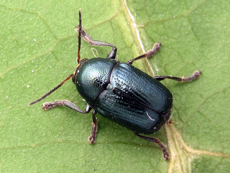 Cryptocephalus con fronte gialla: maschio di C. janthinus